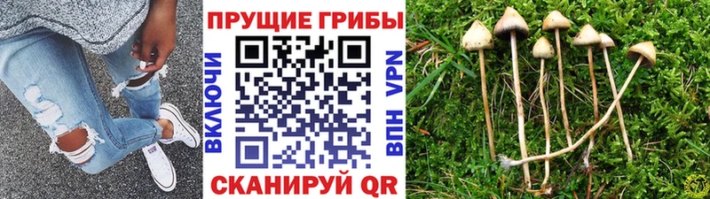 Галлюциногенные грибы Psilocybe  Мурманск 